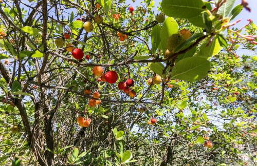 Tapadinho Nature and Pool - Countryside Villa - Foto 21