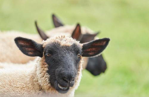 Farm stay close to Shakespeare's Stratford-upon-Avon - Photo 19