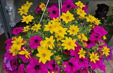 FeWo Monarchenhügel in Seenähe, Garten, Terrasse, Carport mit Wallbox - Foto 19