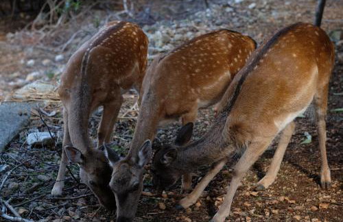 Apartments Stokic - Foto 37