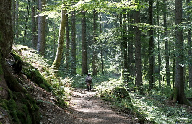 Chalet am Birkenhain - Foto 27