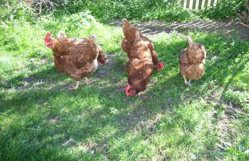 Bauer Haug - Foto 15