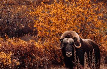 Moose Mountain Cabin- Cozy retreat with aurora views - Foto 8