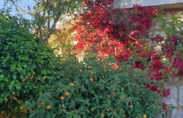 Casa de Campo - Olive House - Foto 14