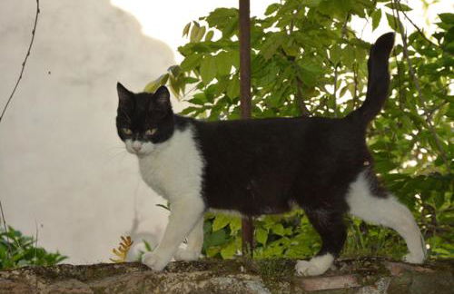 Palazzo Jannoni Holiday - Foto 39