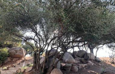 Agriturismo Bed and Breakfast Tanca Taroni - Foto 43