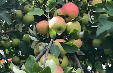 Mein Ferienhaus Rosenbusch 2 - Foto 14