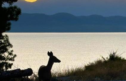 Lakeside Crest Estate Cottages - Foto 44