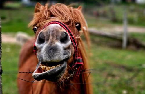 Agroturystyka Stara Huta - Domek Boho - Foto 11