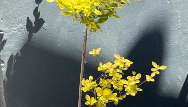 Bramble Cottage on the edge of Exmoor - Foto 3, Garden