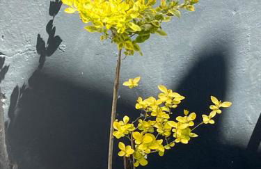 Bramble Cottage on the edge of Exmoor - Foto 3