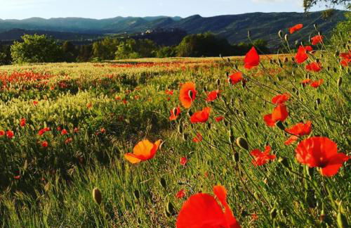Casa Tato Figuerola d'Orcau - Foto 59