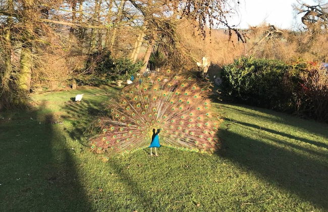 Y Twlc Mochyn - Ecofriendly - Farm Animals - Foto 27