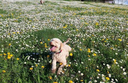 Tuscan farm Villa with Spectacular Views - Foto 23