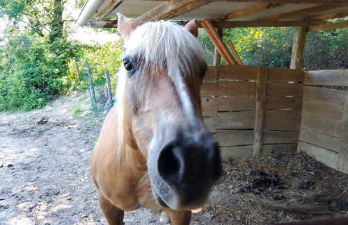 Agriturismo Bellavista - Foto 34