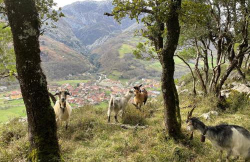 Lapaserina-A - Foto 24