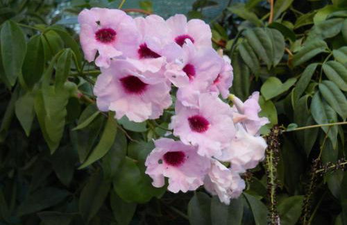 Yvonni Studios - Foto 37