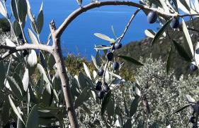 Case vacanza Reggimonti Cinque Terre - Foto 31