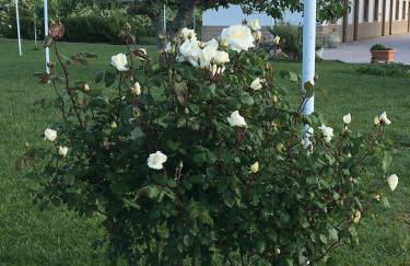 LA MASSARÌA agriresort - Foto 10