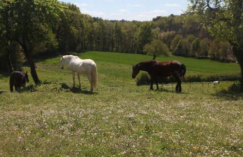 Sérénité à la ferme équestre - Foto 9