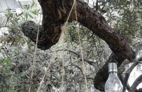 John and Tania's Garden - Photo 13