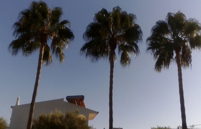 Flor da Laranja - Foto 9