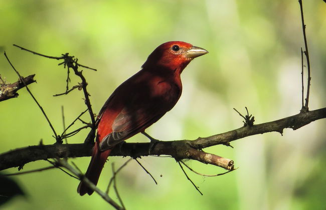 Cabañas Palma Real - Foto 15