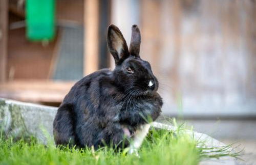 Planatschhof - Photo 48