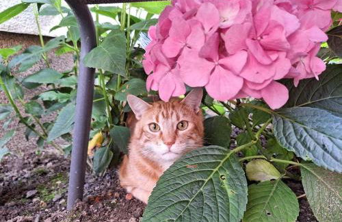 Gästewohnung Kleinstadtperle in Pritzwalk - Foto 9