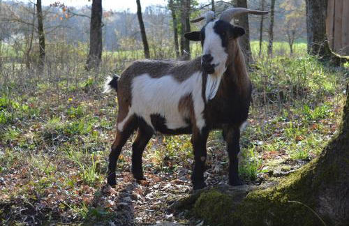 Cabane Spa-Truffiers-Proche Sarlat - Foto 20
