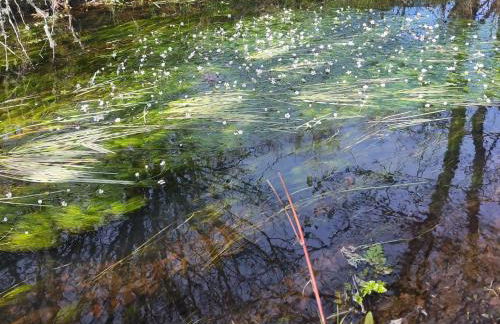 Casa do Pardal - Foto 27