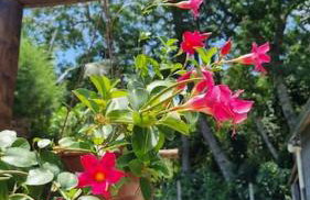 Casa para relaxar, estilosa, privativa e pet friendly - Foto 80