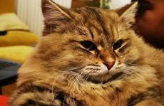 Bienvenue à la ferme - Foto 15