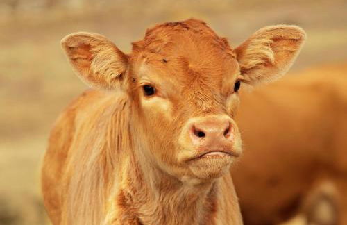 Casa Rural El Cabezo de Sierra de Gata - Foto 59