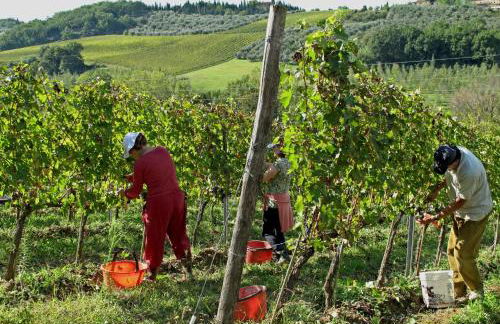 Agriturismo & Winery Il Bacio - Foto 16