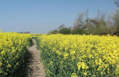 Ferienwohnung op de Warft - Foto 30