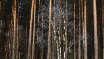 Ferienwohnung Niemann in Lutterloh - Photo 4