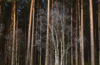 Ferienwohnung Niemann in Lutterloh - Photo 4