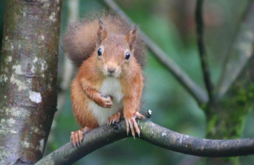 Lann Dearg Studios - Photo 12