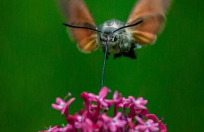 Gemütliche Ferienwohnung mit Terrasse, im Schwarzwald - Foto 32