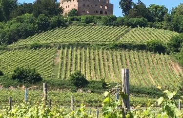 La Cour St-Fulrad - Appartements - Foto 50