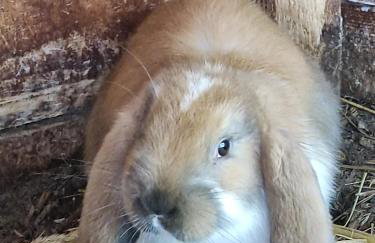 Apartamenty u Gumisia "Gumisiówka" mała agroturystyka Kłodzko Jaszkowa Górna - Foto 64