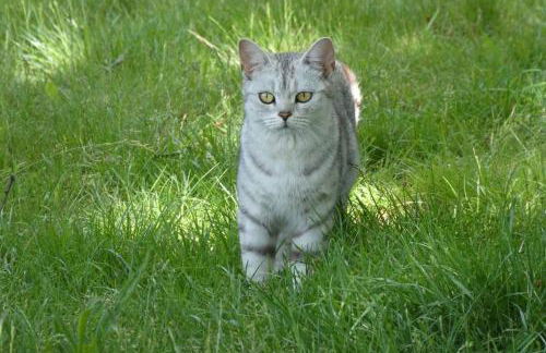 Ferienhaus mit Terrasse und Garten in Wandlitz - Photo 26