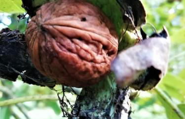 Calme et sérénité au gîte des hortensias - Foto 39