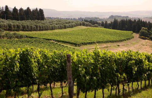 Fattoria Poggio Capponi - Foto 45