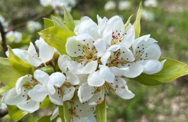 Etna 1928 Country House - Foto 48