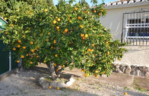 Finca Seruva - Vistas al Montgó - Foto 21