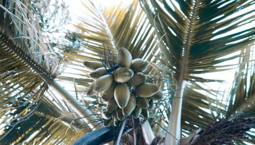 Casinha de Hobbit - Photo 4, Garden