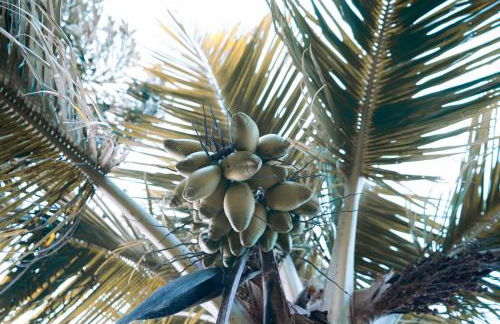 Casinha de Hobbit - Foto 4