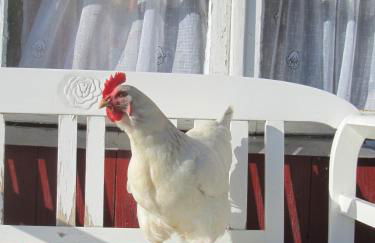 "Ferienhaus II - Hof Westensee" - Foto 20